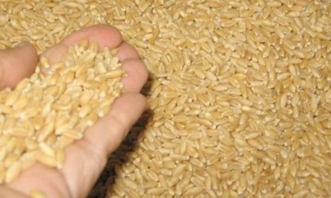 România este al doilea mare exportator de grâu în Egipt, înaintea Rusiei